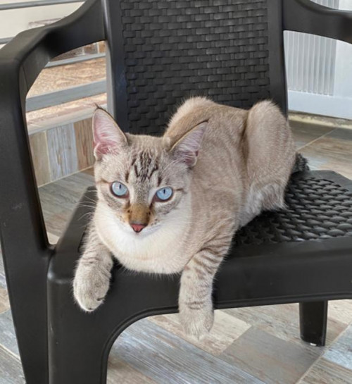 Simba
