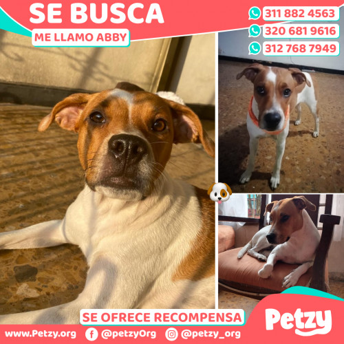 Foto de mascota Abby