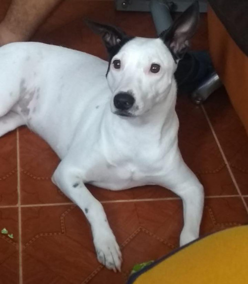 Milu
