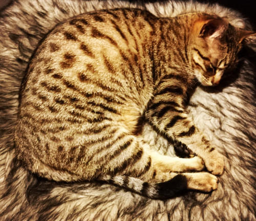 Bagheera