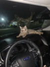 Foto de Tiger en Villa Del Rosario Norte de Santander #0