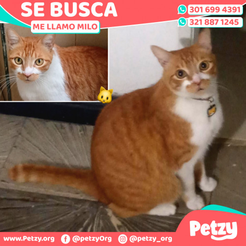 Foto de mascota Milo