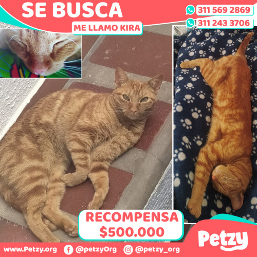 Foto de mascota Kira