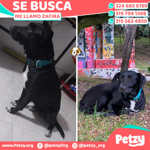 Foto de mascota Zafira