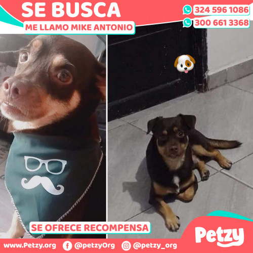 Foto de mascota Mike Antonio