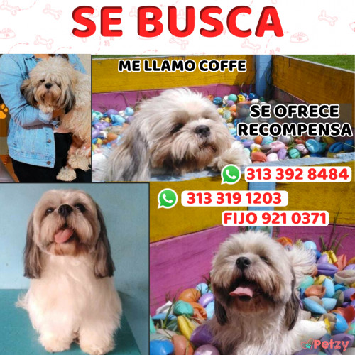 Foto de mascota Coffe