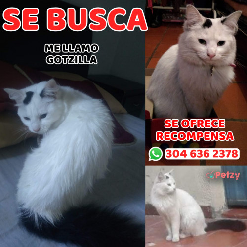 Foto de mascota Gotzilla