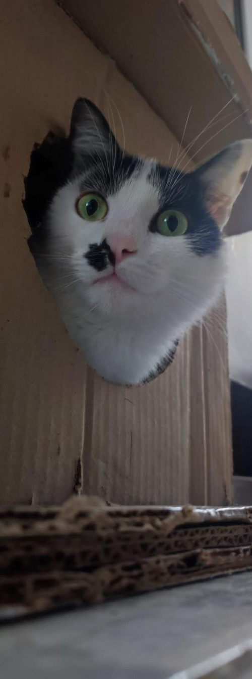Copito