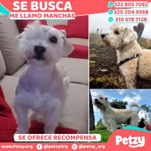 Foto de mascota Manchas