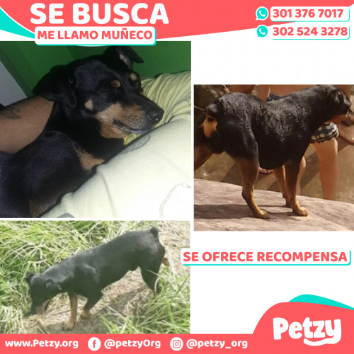 Foto de mascota Muñeco