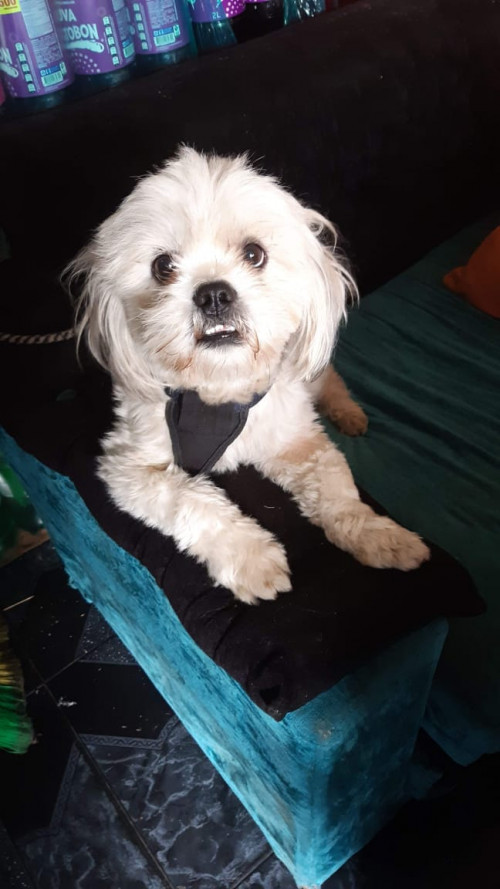 Coco
