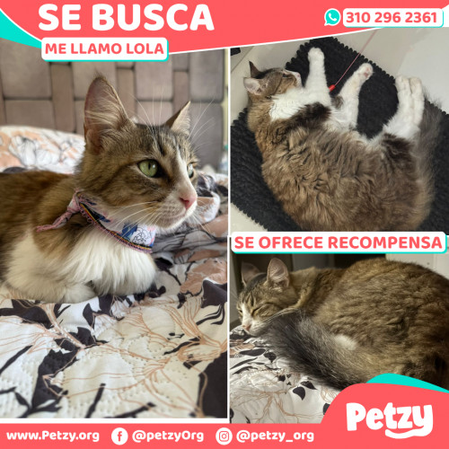 Foto de mascota Lola