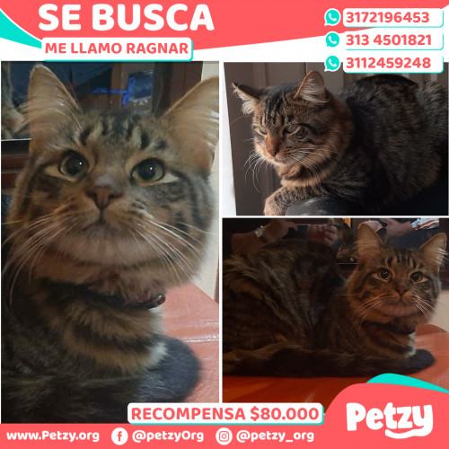 Foto de mascota Ragnar