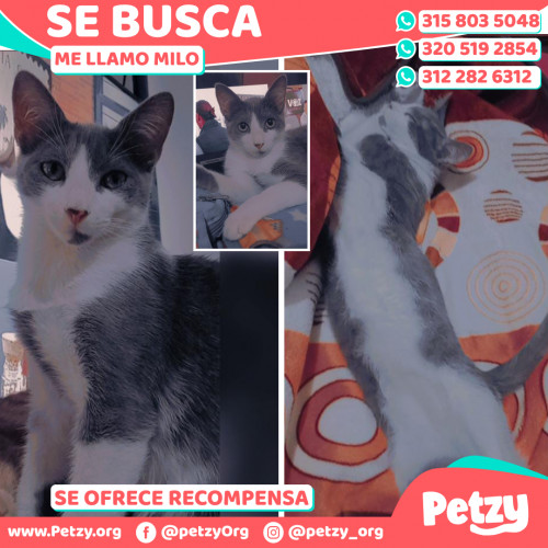 Foto de mascota Milo