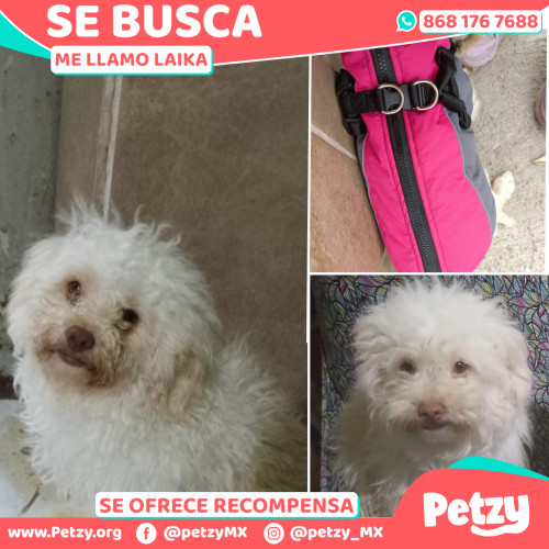 Banner de Laika