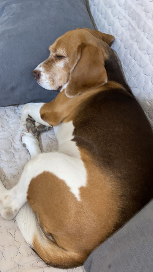 Manolo