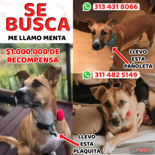 Foto de mascota Menta