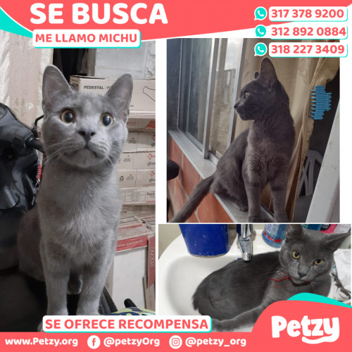 Foto de mascota Michu