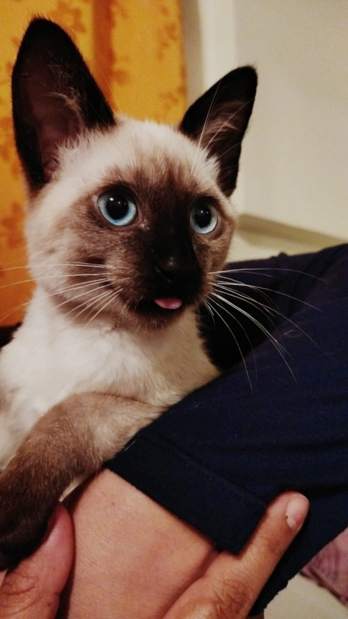 Kitty