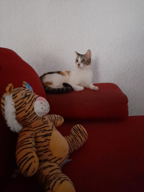 Nala