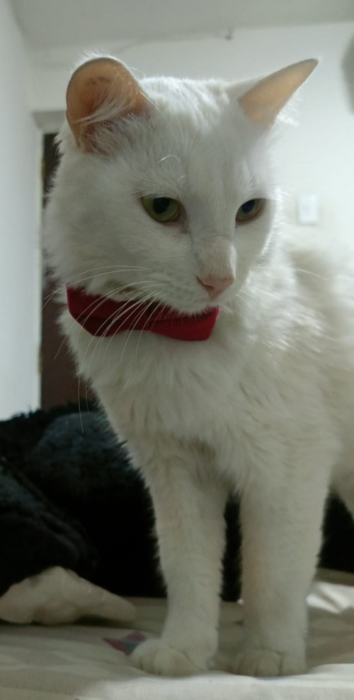 Romeo