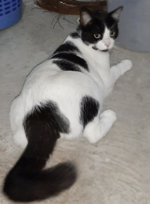 Tom