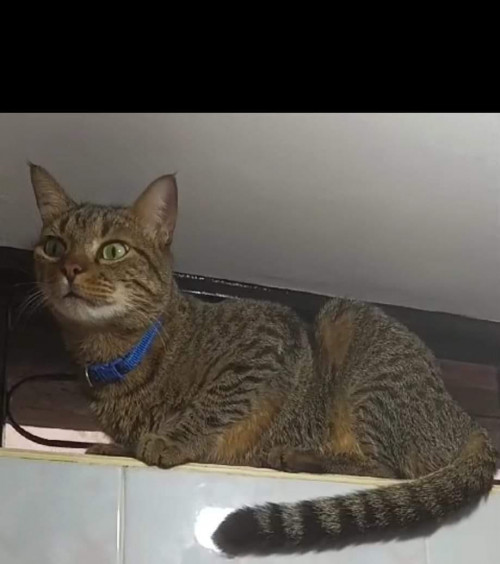 Mateo