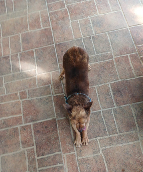 Simba