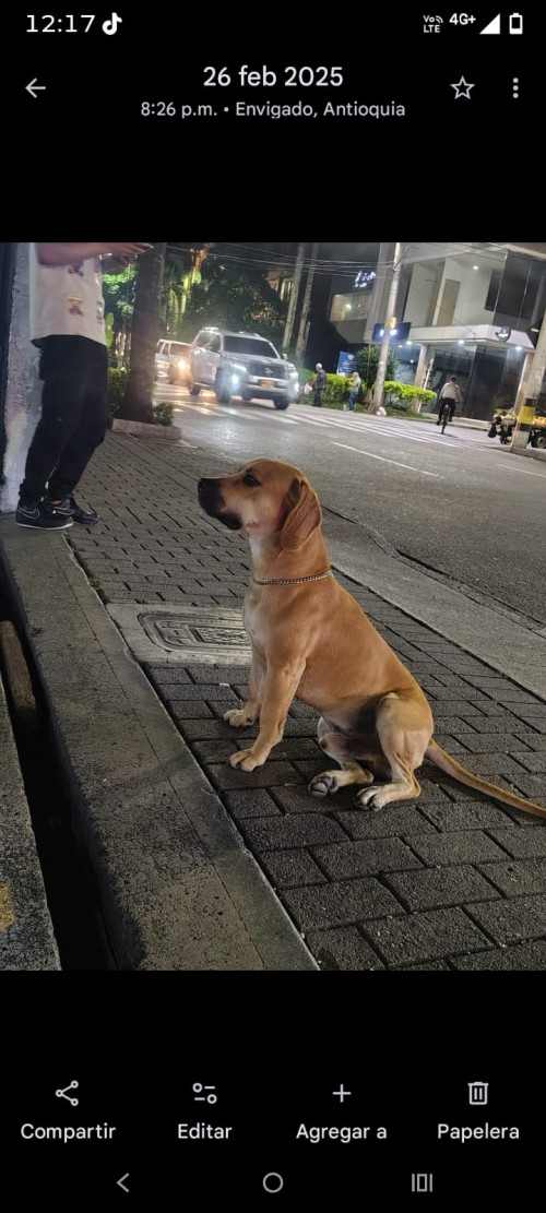 Apolo