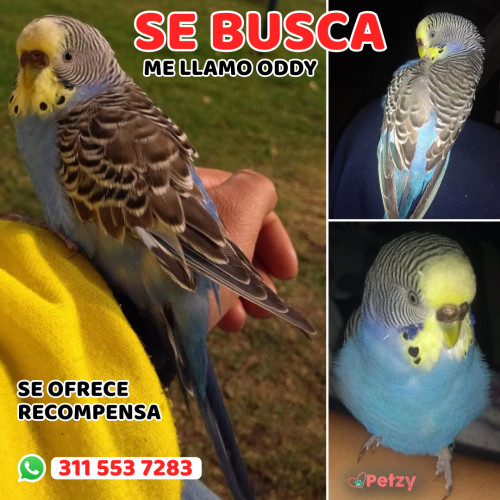 Foto de mascota Oddy