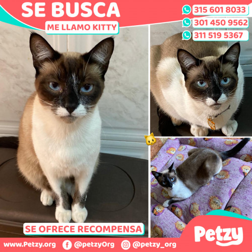 Foto de mascota Kitty