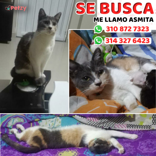 Foto de mascota Asmita