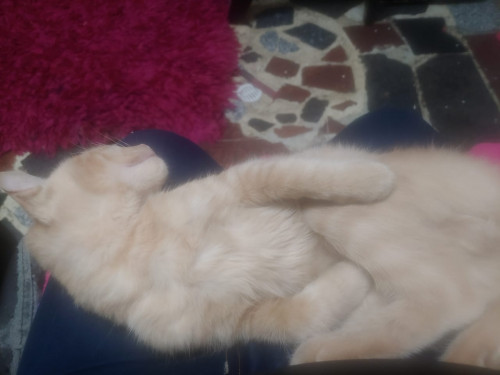 Garfield