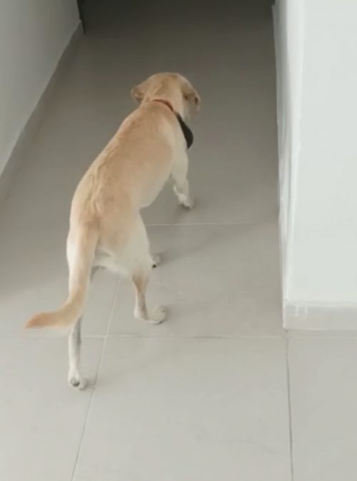 Benji