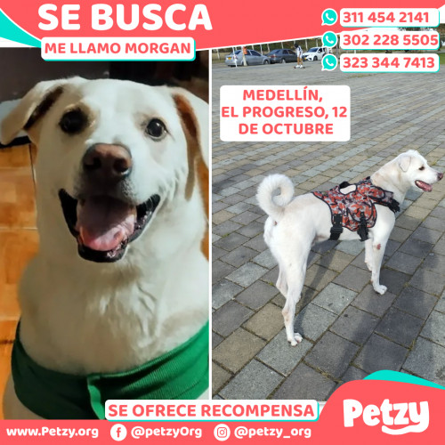 Foto de mascota Morgan