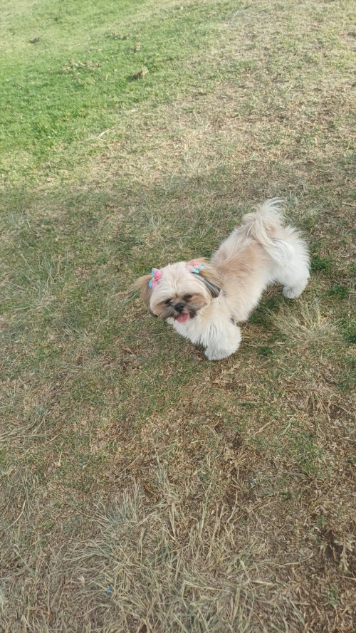 Mia