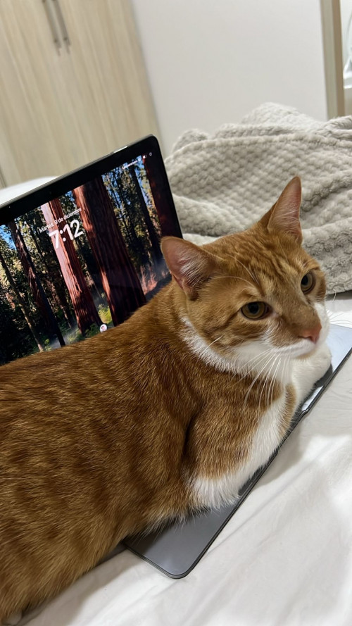 Pipito