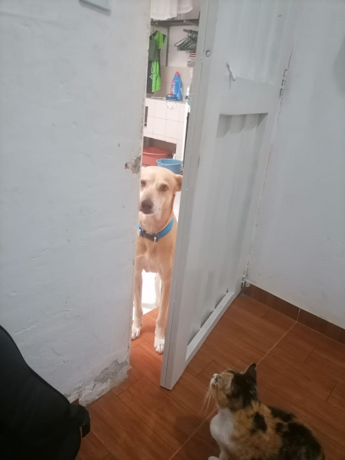 Lucas