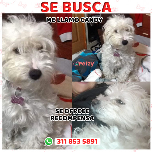 Foto de mascota Candy