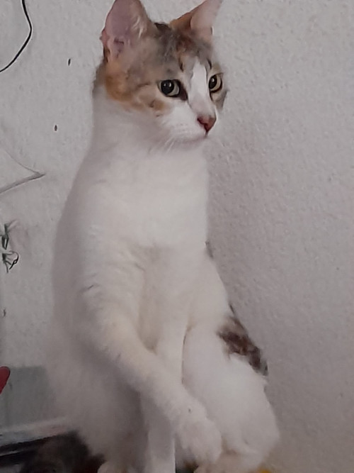 Nala