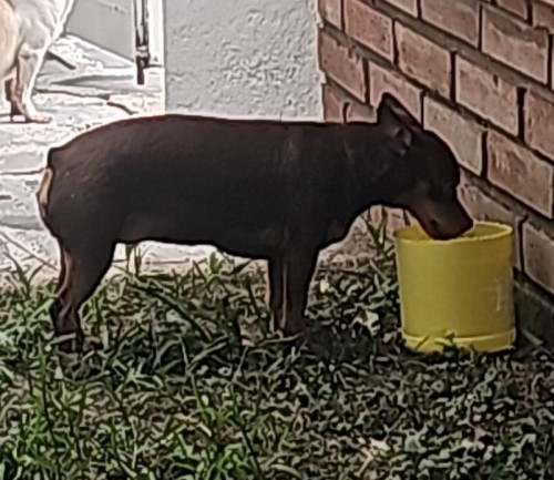 Estrellita