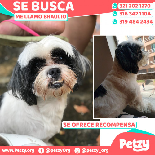 Foto de mascota Braulio