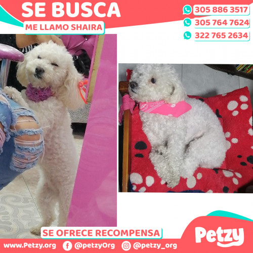 Foto de mascota Shaira