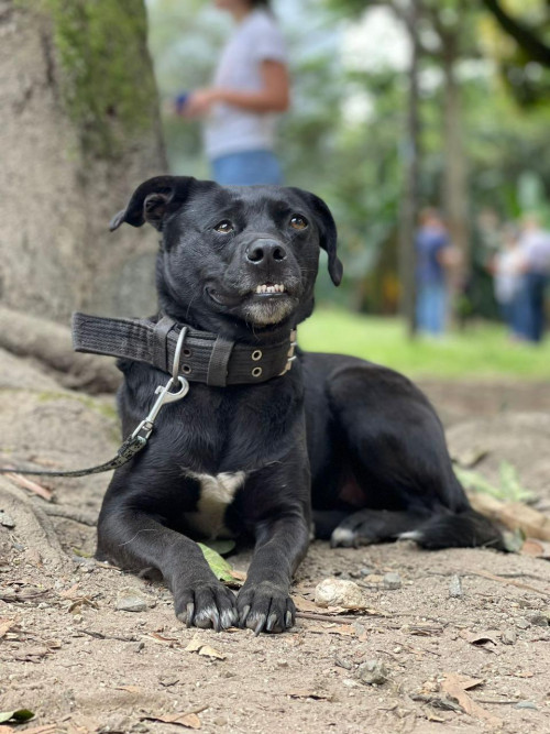 Bagheera O Baggi