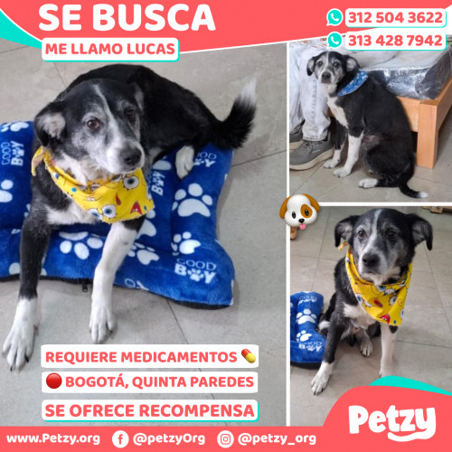 Foto de mascota Lucas