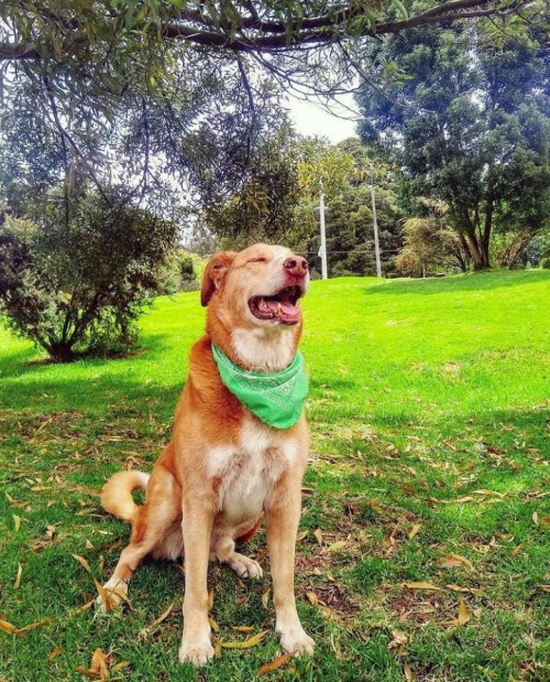 Joshi Fernando