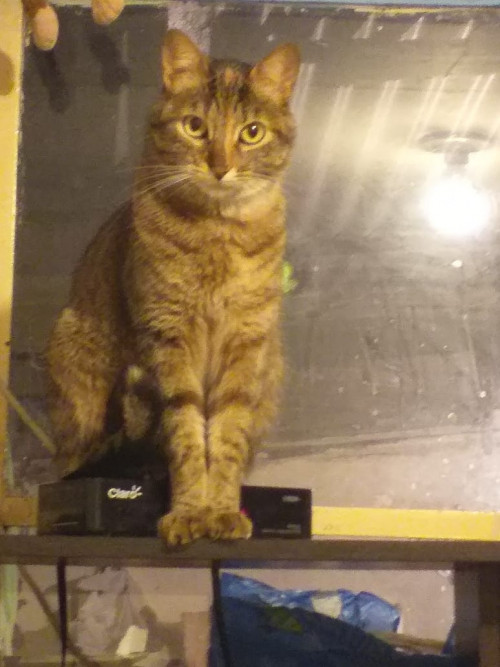 Brandy