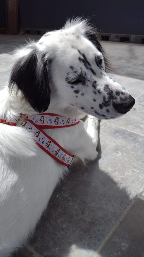 Casper