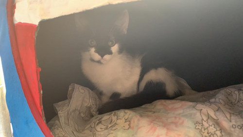 Lulu