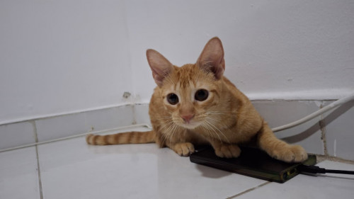Lilu